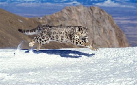 Bhutans Snow Leopard Numbers Soar By 395