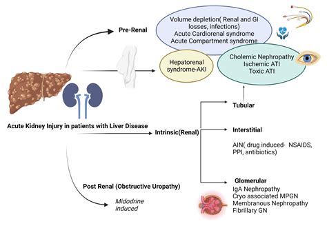 Nephron Power Concept Map Aki In Patients With Chronic Liver Disease