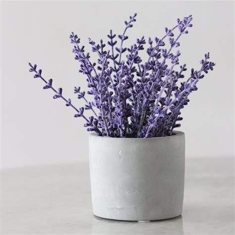 Discover How To Grow An Indoor Lavender Plant And Keep It Thriving