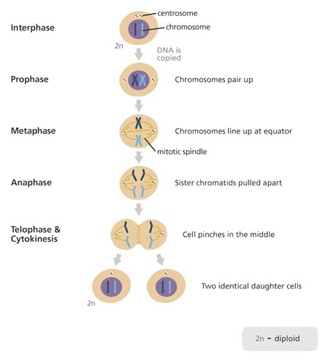 What Is Mitosis Facts