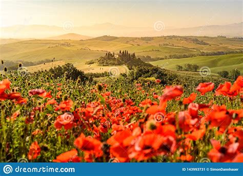 Poppy Flower Field In Beautiful Landscape Scenery Of Tuscany In Italy