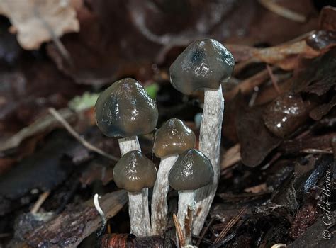 Psilocybe Baeocystis Magic Mushrooms Frshminds