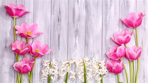 Pin By Rosmery Retamozo Palomino On Toy Petal Pink Plant Spring Flowers
