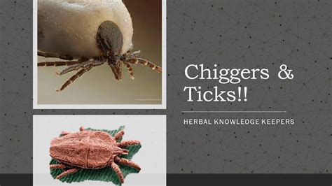 What To Do About Chiggers And Ticks Youtube