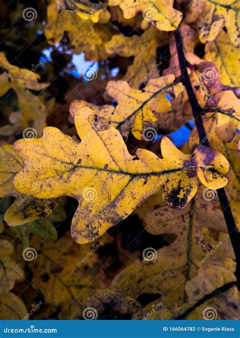 Yellow Oak Leaves Close Up On A Tree On An Autumn Day Stock Photo
