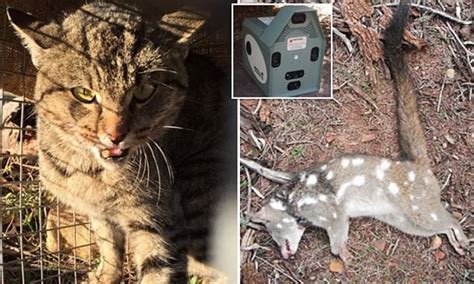 Researches Set Up Felixer Traps That Target And Kill Feral Cats In