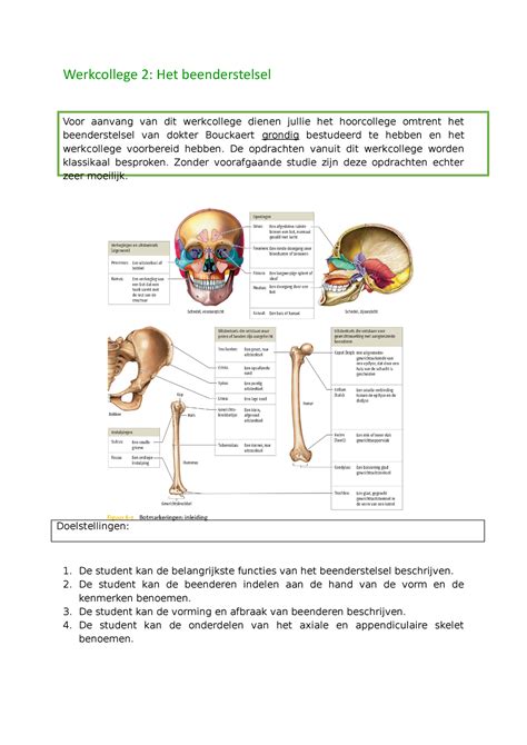 Werkcollege Beenderstelsel 2 Werkcollege 2 Het Beenderstelsel Voor