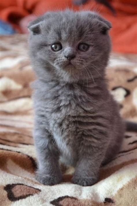Scottish Fold Kitten For Sale Adoption From Sabah Kudat