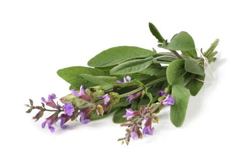 Guide To The Different Types Of Sage Plants Rowe Organic