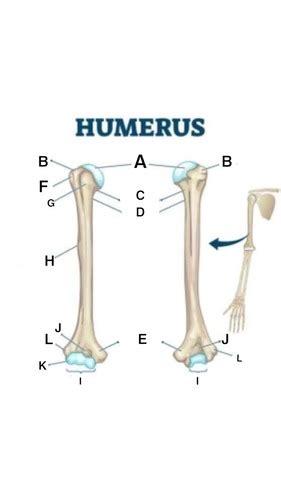 Appendicular Skeleton Flashcards Quizlet