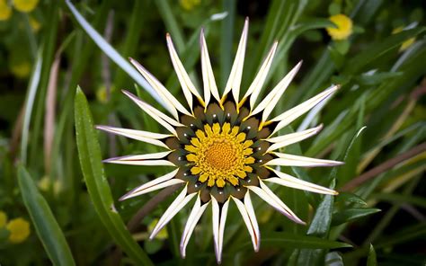 Online Crop White Petaled Flower Plant Hd Wallpaper Wallpaper Flare