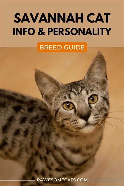 Savannah Cat Breed Information And Personality