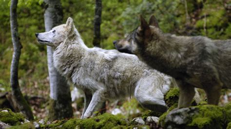 Animal Black And White Wolves 4k Hd Animals Wallpapers Hd Wallpapers