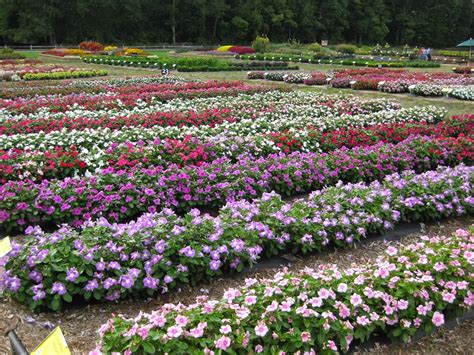 Taman bunga nusantara adalah objek wisata yang letaknya dekat dengan jakarta. Taman Bunga Vinca - Profil Kebun Begonia Lembang - Sebagai ...