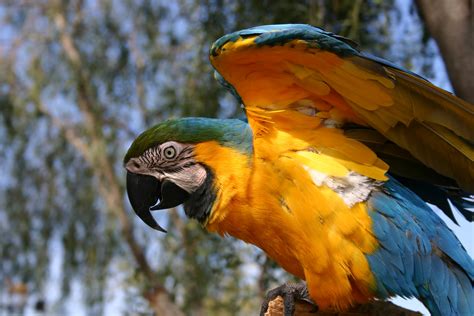 Blue And Yellow Macaw Full Hd 3872x2592 Coolwallpapersme