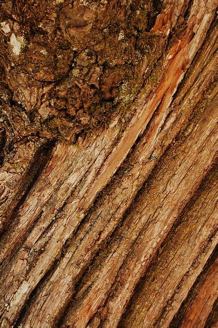 Tree Trunk Bark Texture Free Photo On Pixabay Pixabay