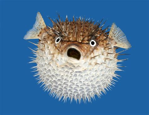 The Puffer Fish General Knowledge