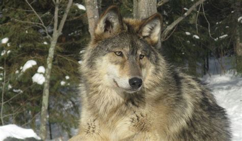 Grey Wolf Facts Size Diet And Habitat Information