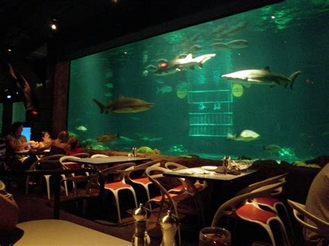 Sharks Underwater Grill Where You Can Dine With Sharks Without Being