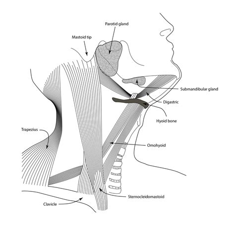 Neck Anatomy Diagram Labeled Illustration Head And Neck Diagram
