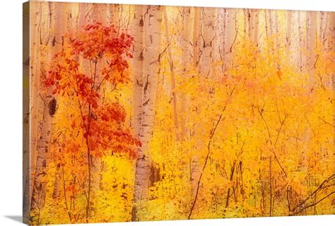 Autumn Forest Wbirch Trees Canada Wall Art Canvas Prints Framed