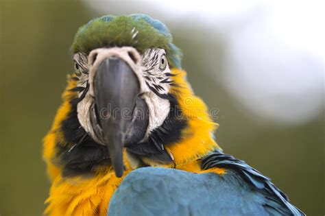 Portrait Of Blue And Yellow Macaw Ara Ararauna Stock Photo Image Of