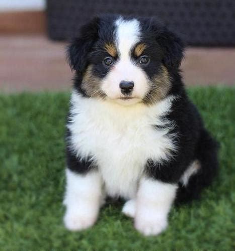 Maybe you would like to learn more about one of these? Miniature Australian Shepherd Puppy for Sale - Adoption, Rescue for Sale in Cherokee, North ...
