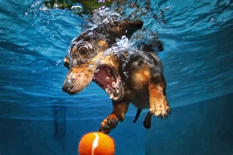 Photography Underwater Puppies By Seth Casteel Art For Your Wallpaper