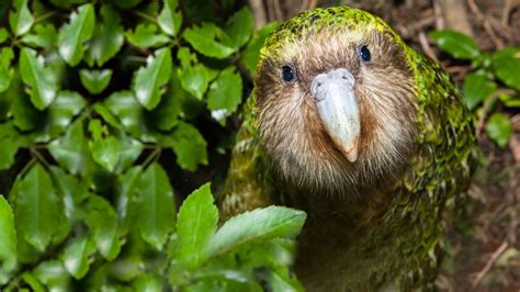 Pin De Britta Homrighausen Em Kea Kiwi Und Kakapo