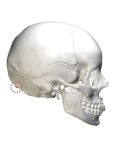 External Occipital Protuberance Occipital Body Bones Skull