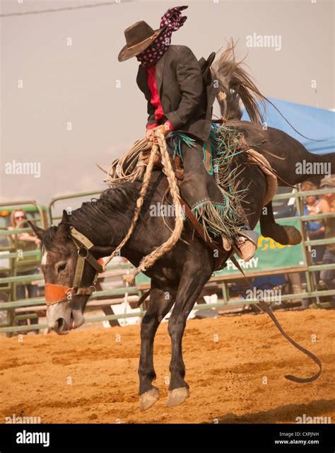 Cowboy Saddle Bronc Riding During The Rodeo Event Bruneau Idaho Usa