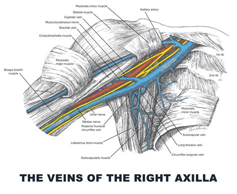 Anterior View Of The Veins Of The Axilla With Overlying Skin And Muscle