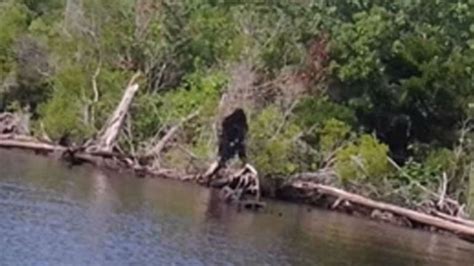 Virginia Man Claims To Have Captured Clear Pictures Of Bigfoot