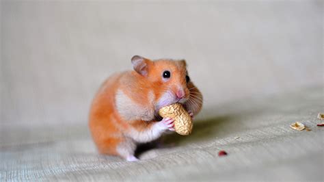 Hình ảnh chuột Hamster dễ thương cute đẹp nhất Hình nền chuột Hamster