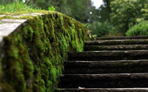 Moss Macro Stairs Steps Hd Wallpaper Nature And Landscape Wallpaper