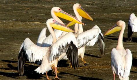 Great White Pelican Bird Facts Information And Pictures