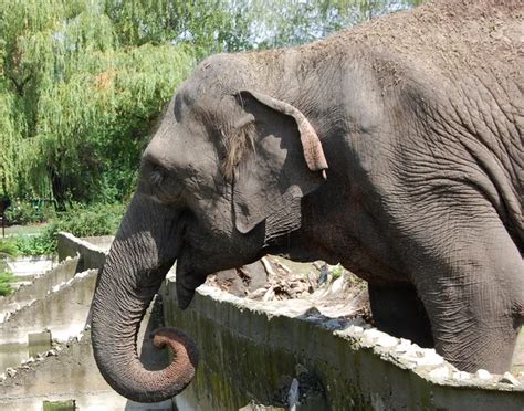 heavy elephant with a long trunk while throw sand on the back — Stock
