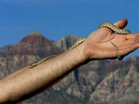 Baby Gopher Snake Photos Diagrams And Topos Summitpost