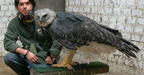 The Harpy Eagle Is The Largest And Most Powerful Raptor Found In The