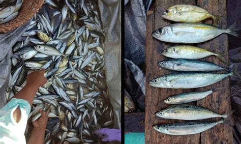 Gambar Komposisi Jenis Ikan Hasil Tangkapan Nelayan Purse Seine