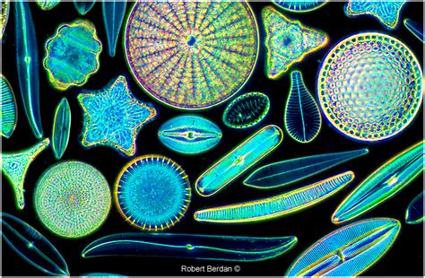 Flight Of The Phytoplankton Watery Wonders