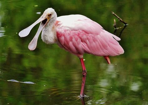 Roseate Spoonbill Platalea Ajaja 2 Corkscrew Swamp Sanct Flickr