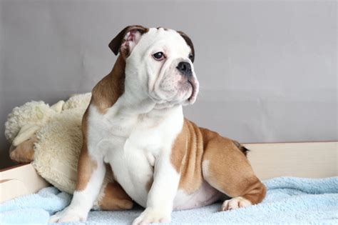 The best english bulldog names fall into a few categories. 100 Unique Names for English Bulldogs - The Paws