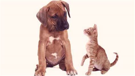 Heartworms are transmitted by mosquitoes. How Do Dogs Get Heartworm - Dogs and Cats Heartworm ...