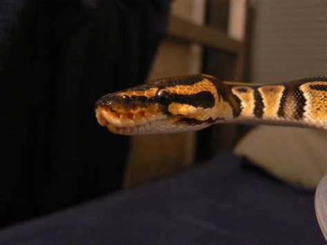 Brown Colour On Ball Pythons Mouth