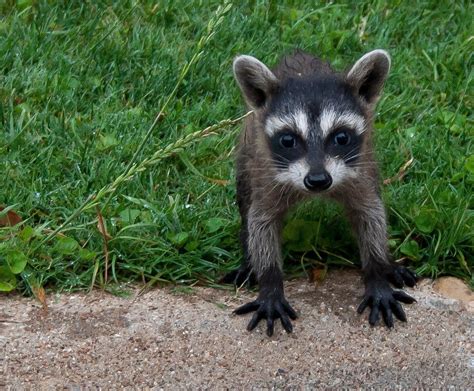 Cute Baby Raccoon