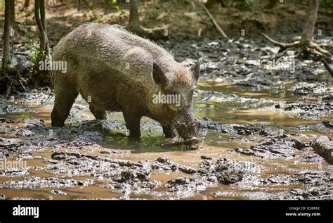 Wild Boar European Boar Sus Scrofa Slosh Through Mud Stock Photo