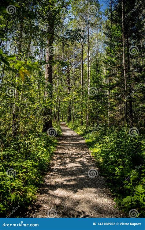 Footpath In The Summer Forest Vertical Frame Stock Photo Image Of