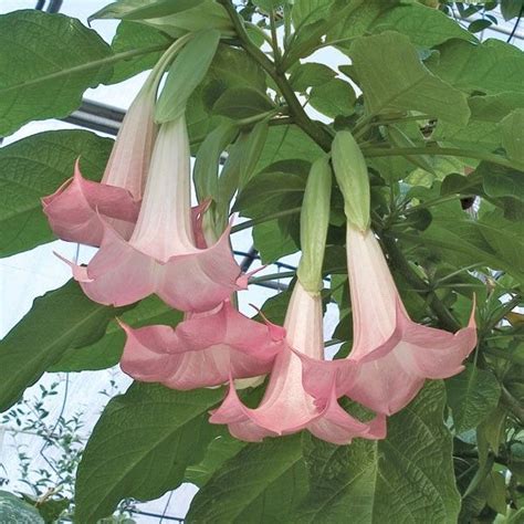 Angels Trumpet Cherub Brugmansia Hybrid Fragrant Plants