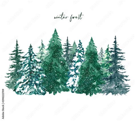 Watercolor Winter Pine Tree Forest Illustration Hand Painted Conifer